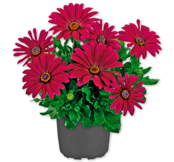 Bornholmer Margerite*