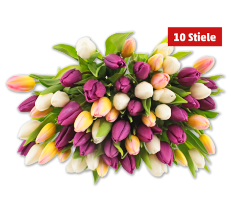 Tulpen „Hot & Fresh“ im Bund*