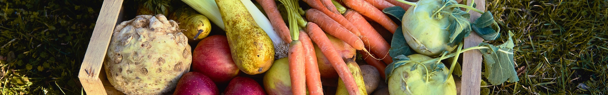 Eine Kiste voll mit frisch geerntetem Obst und Gemüse, zum Beispiel Karotten, Sellerie und Birnen. 