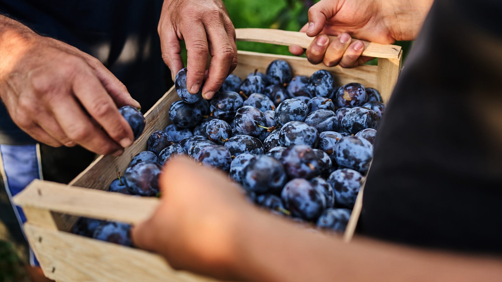 Michael Katzenmaier überprüft die Apfelblüten.
