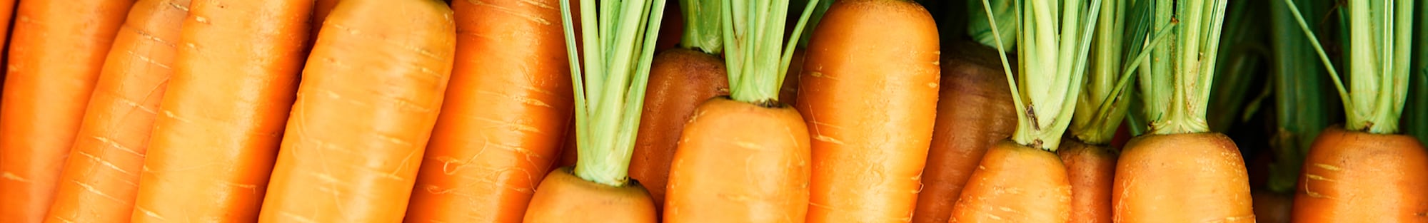 Ein Ausschnitt eines großen Bohnenfeldes