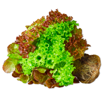 Deutsche bunte Salate mit Wurzel 0.99
