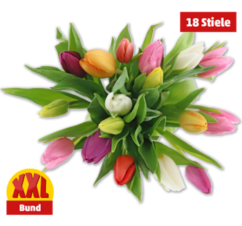 Tulpen Harlekin*