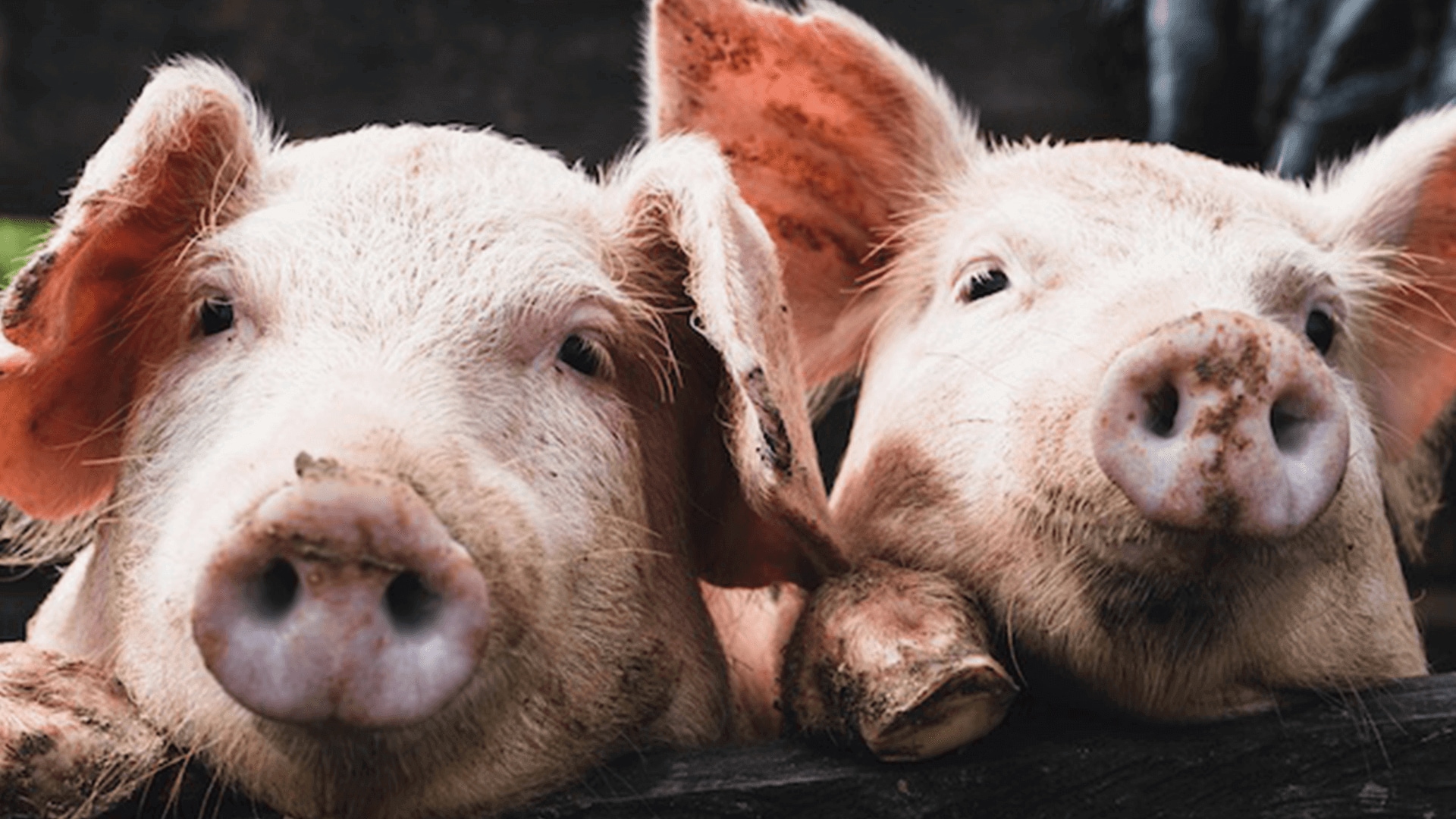 Zwei Schweine schauen über einen Zaun