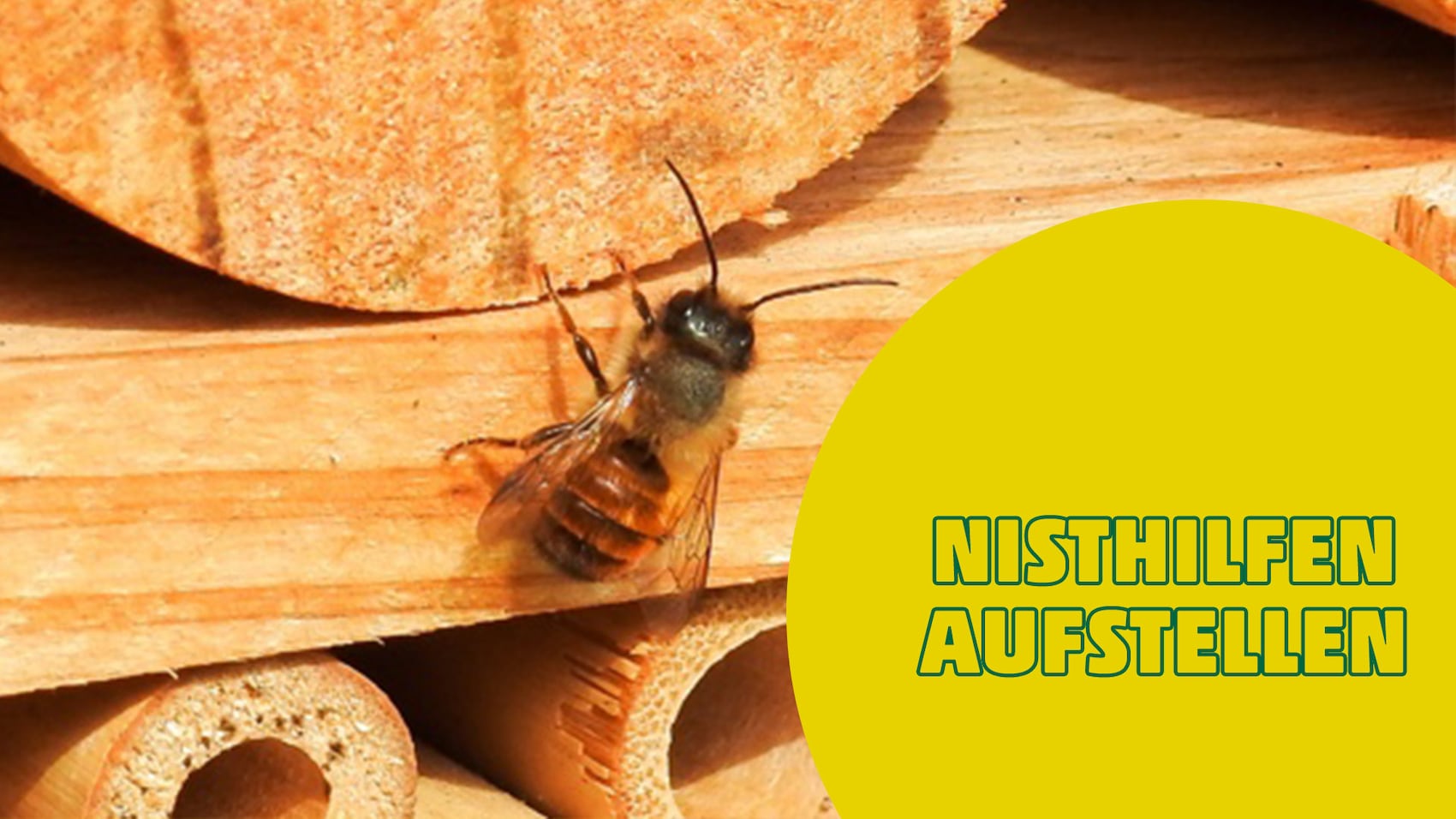 Eine Biene an einem Insektenhotel mit gelbem Kreis und Text.