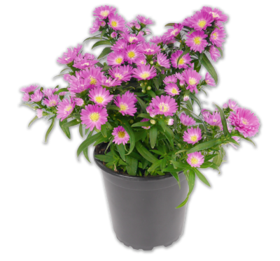 Glattblatt-Aster*