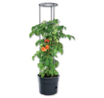 Pflanzkübel-Set für Tomaten*