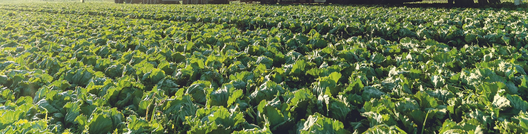 Feld voller Eisbergsalat 