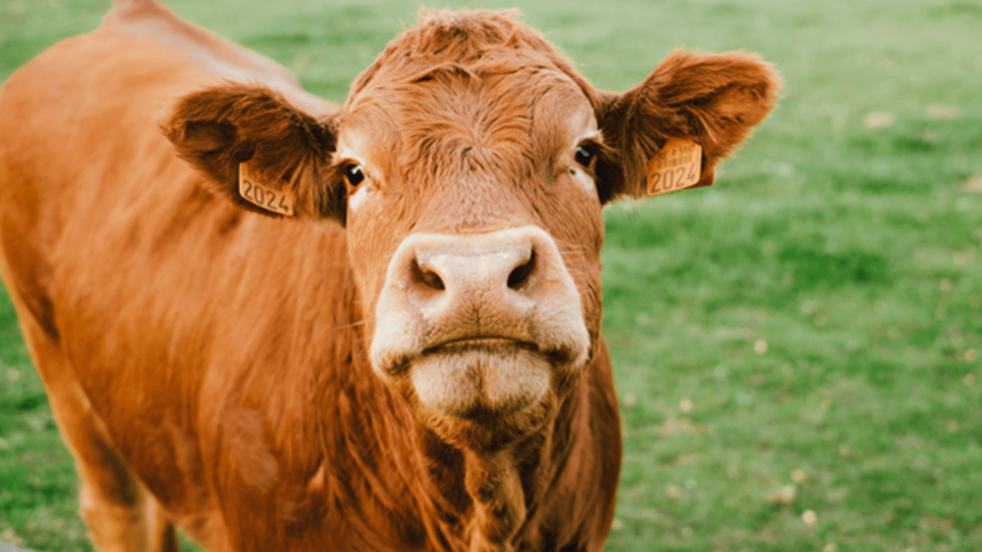 Eine Kuh auf einer Wiese