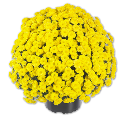 Chrysantheme*