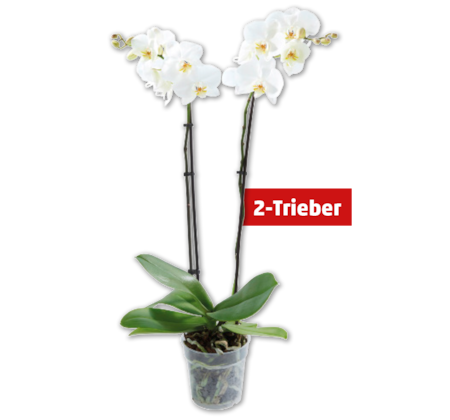 Schmetterlingsorchidee*