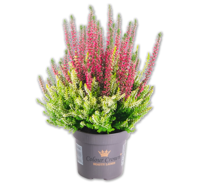 Besenheide Color Crown*