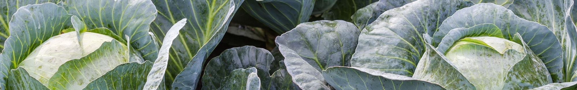 Ein Ausschnitt eines großen Bohnenfeldes