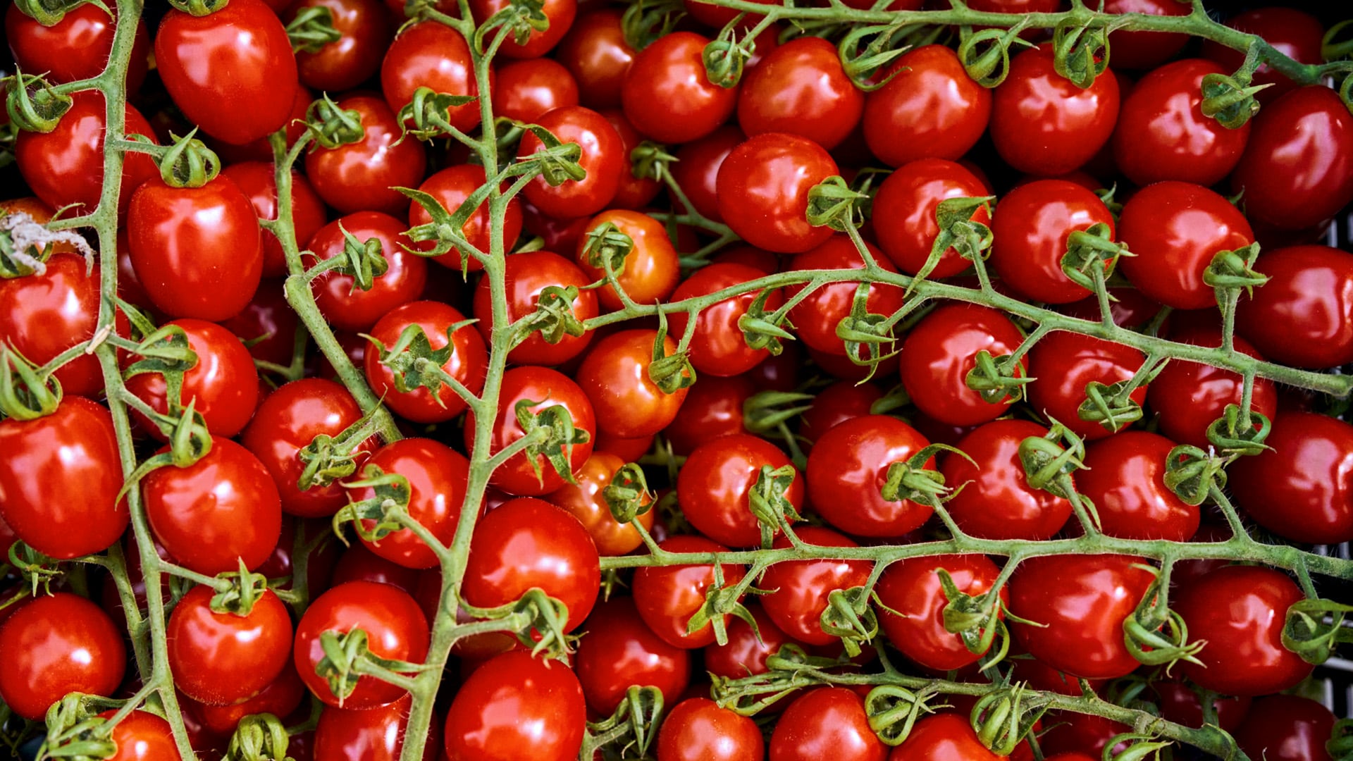 Es sind einige Tomaten an einem Strauch zu erkennen, die in Händen gehalten werden. 