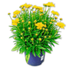 Staude 3.99