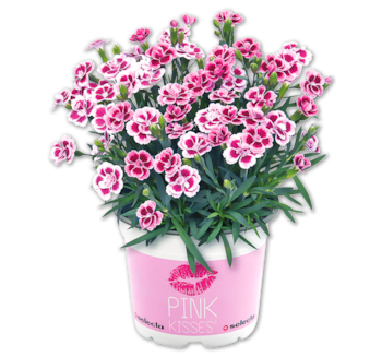 Nelke Pink Kisses*
