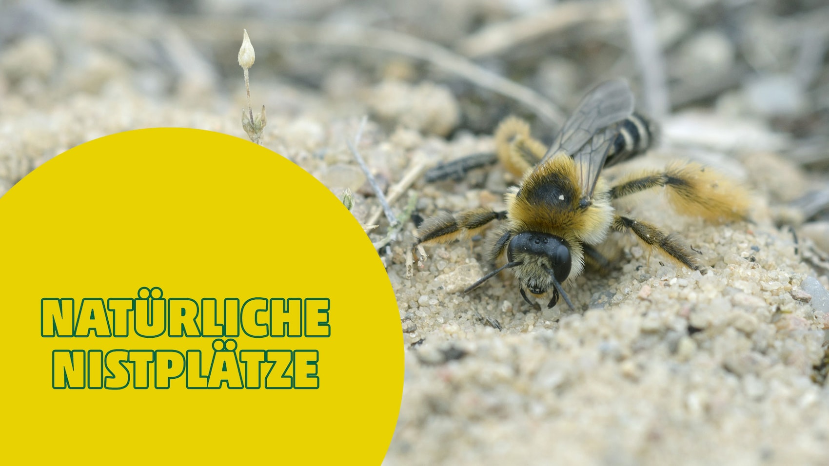 Eine Biene auf sandigem Boden mit gelbem Kreis und Text.