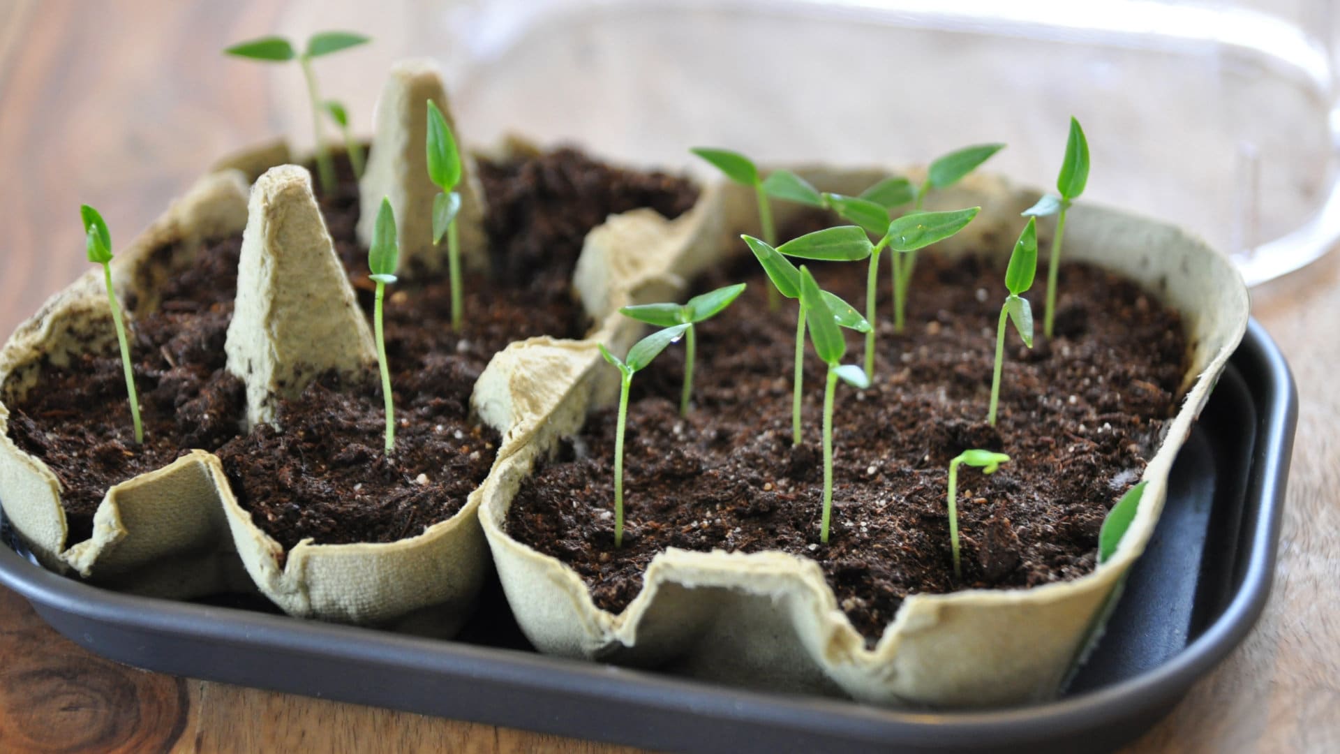 PENNY-Kräuter-Setzlinge-1920x1080