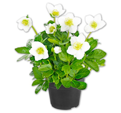 Christrose*
