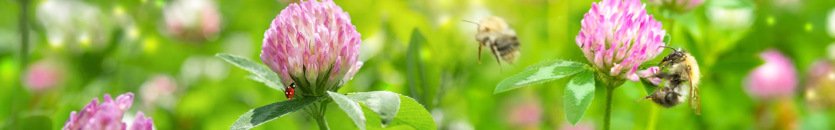 Bienen und ein Marienkäfer auf einer Wiese mit Klee.