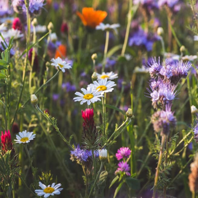 Eine Wiese mit bunten Blumen