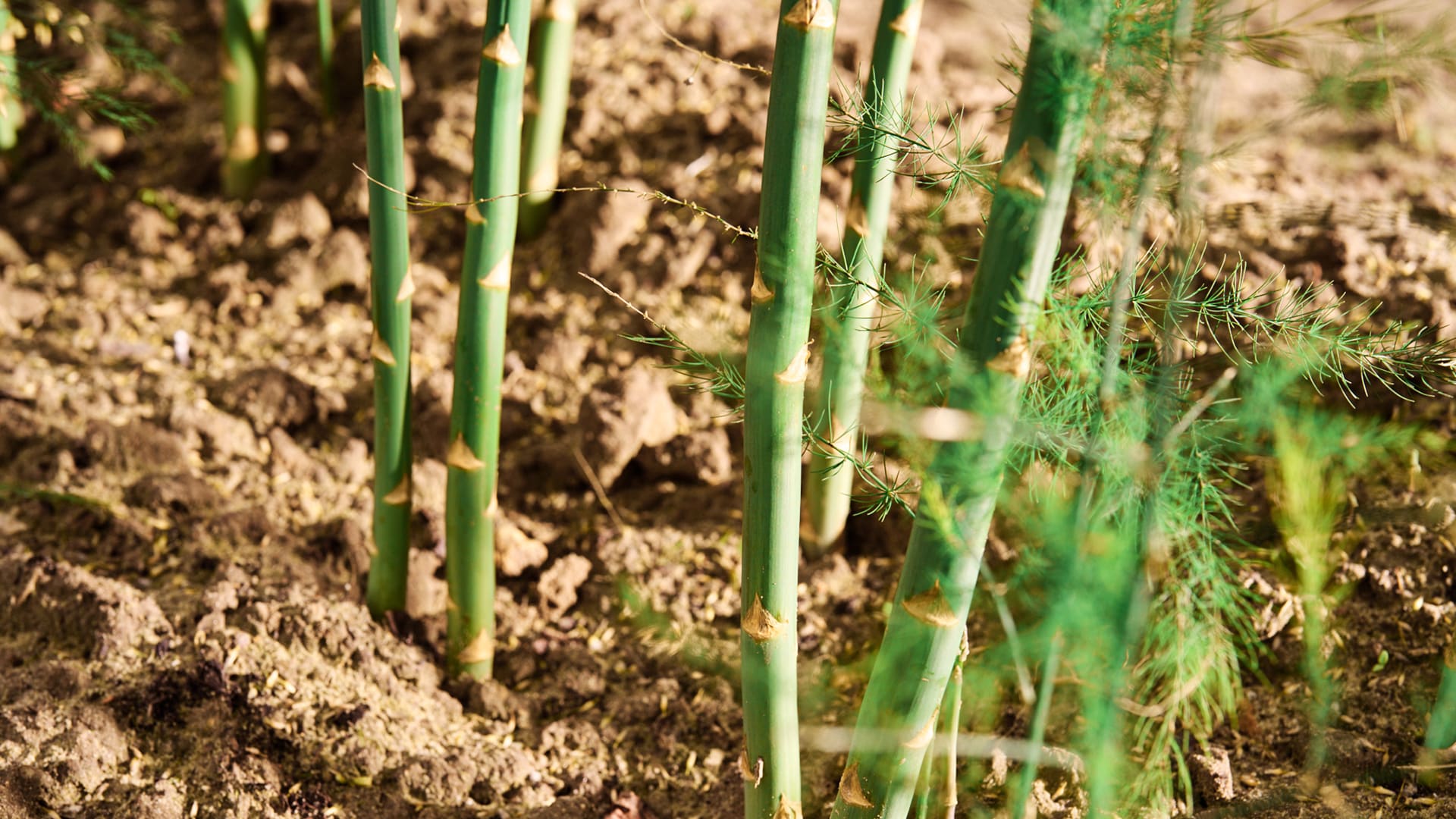 Es sind einige Tomaten an einem Strauch zu erkennen, die in Händen gehalten werden. 