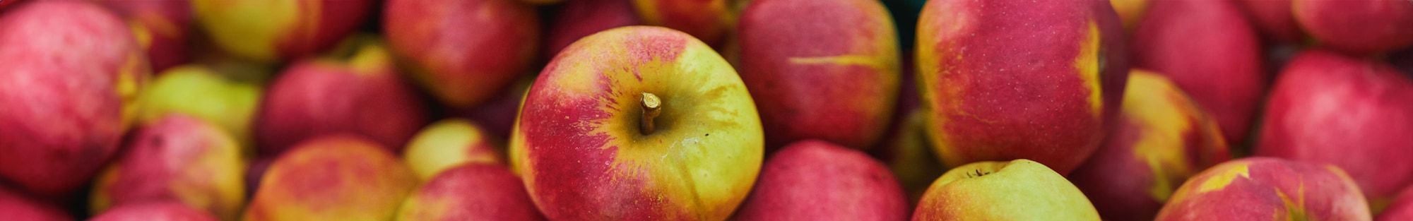 Ein Ausschnitt eines großen Bohnenfeldes