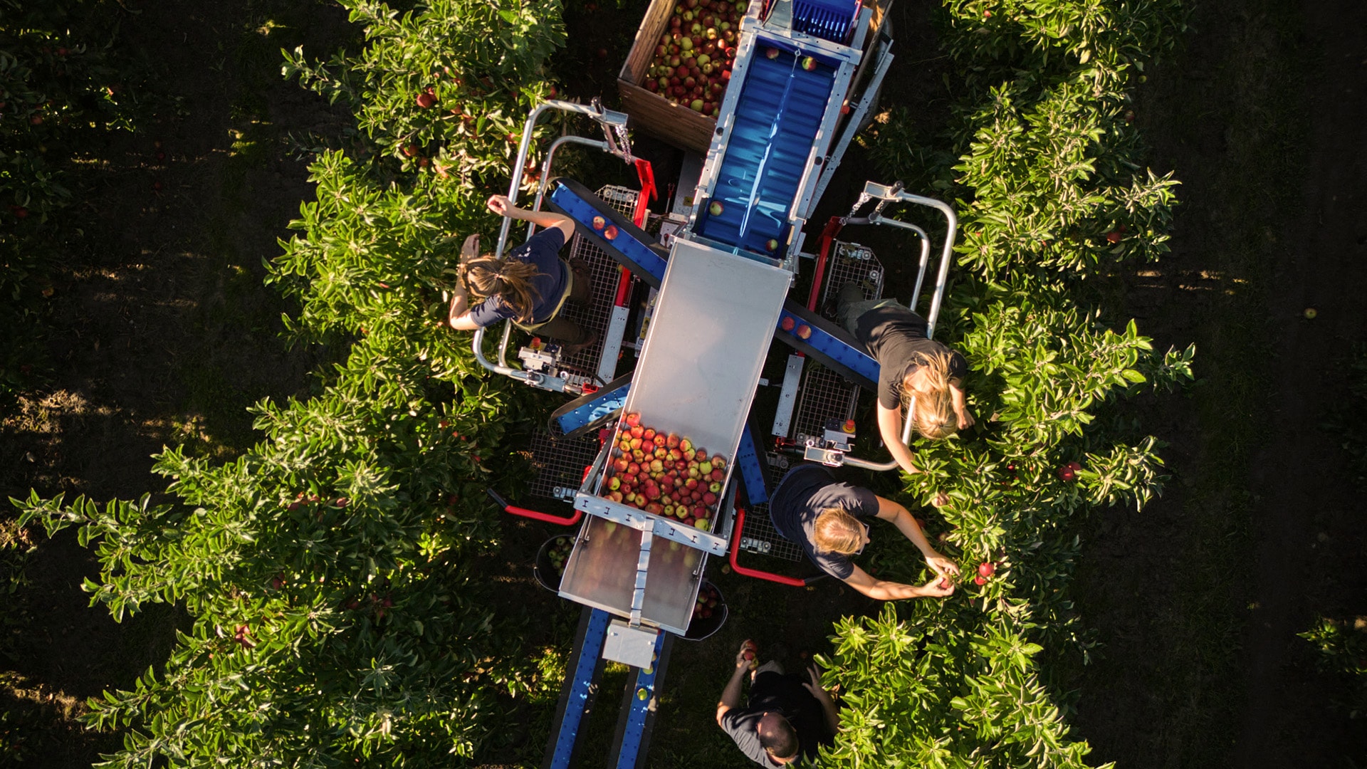 Tochter Hauschildt mit einer Gartenschere bei der Apfelbaum-Pflege