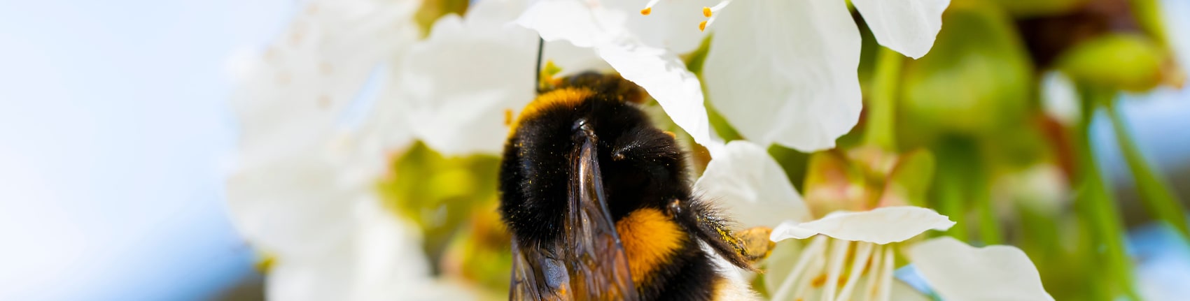 Eine Biene an einer Blüte