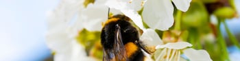 Eine Biene an einer weißen Blüte mit Icon.