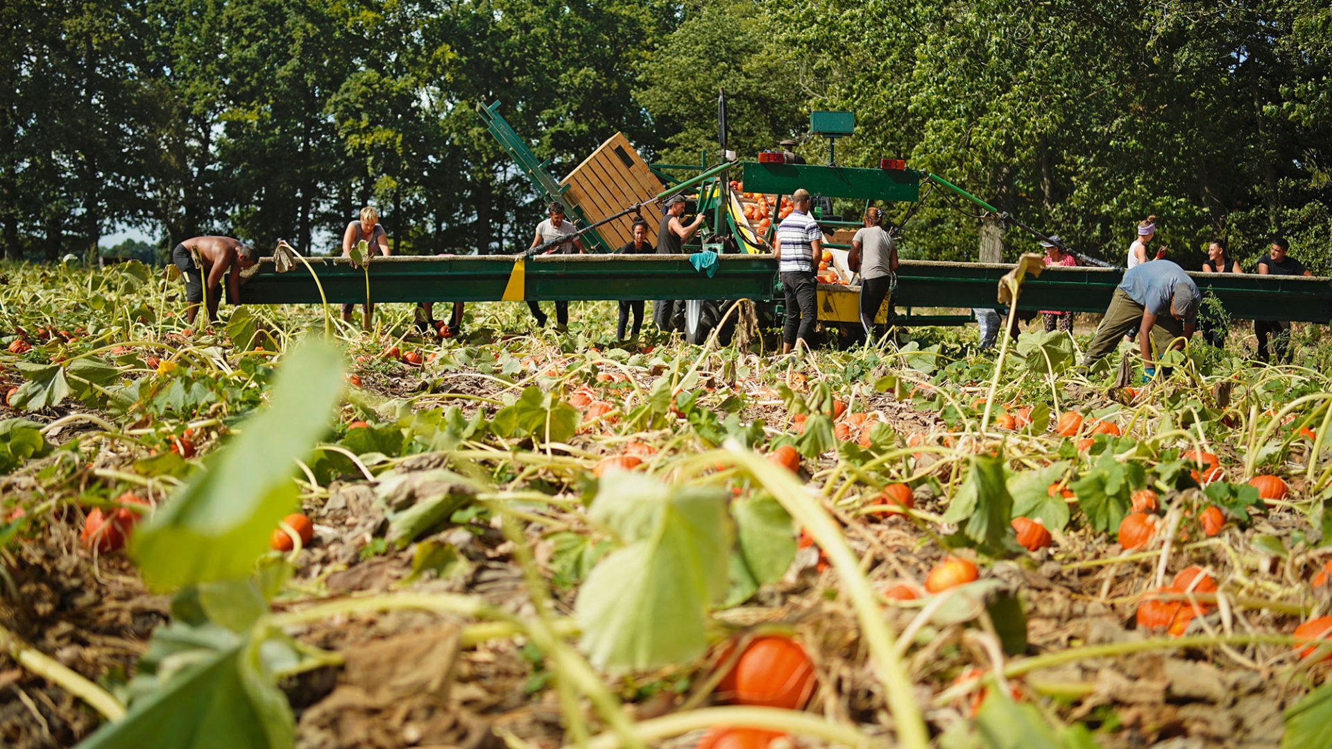 Hokkaido Kürbis Ernte