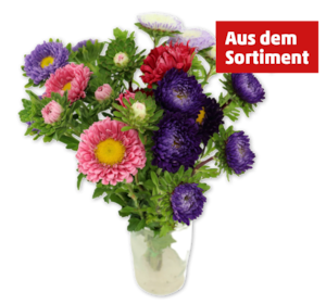 Sommerastern