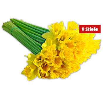 Narzissen*