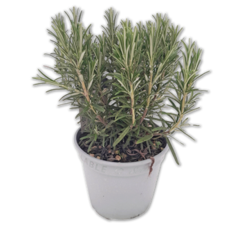 Versch. italienische Kräuter*