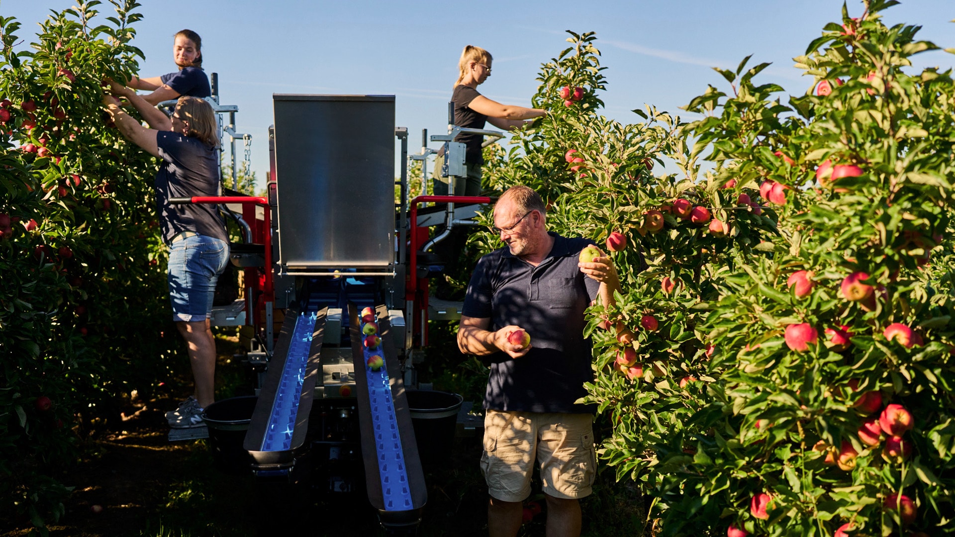 Äpfel auf einem Laufband