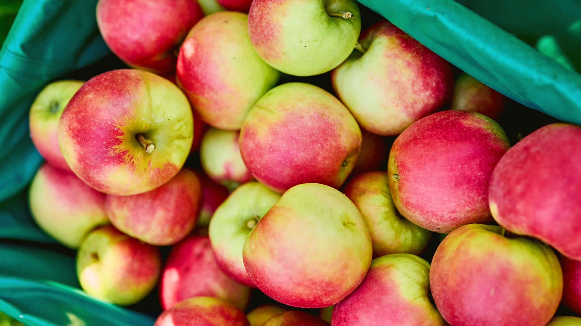 Äpfel befinden sich in einem großen Wasserbecken. Davon sind einige über der Oberfläche des Wassers. 