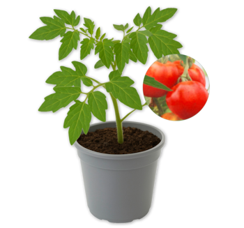 Balkontomate*