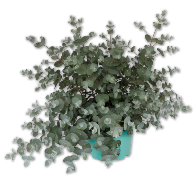 Eukalyptus*