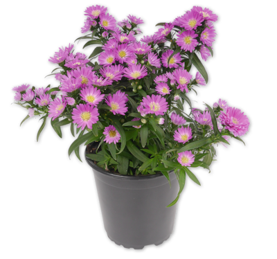 Glattblatt-Aster*
