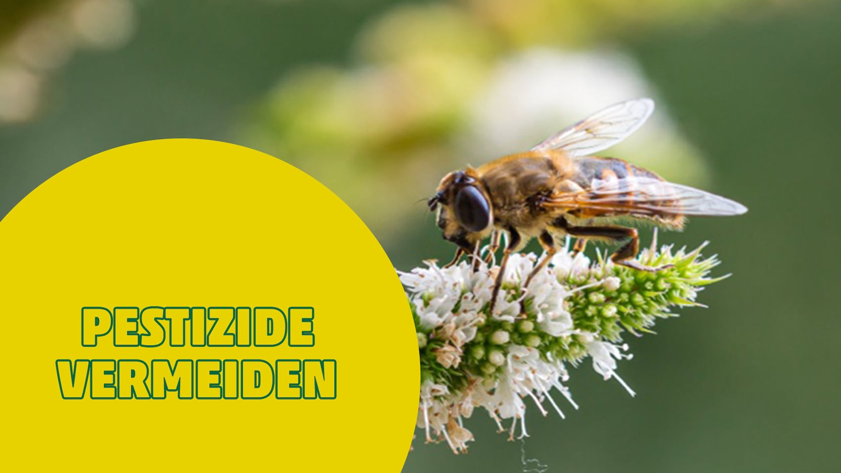 Eine Biene auf einer Blüte mit gelbem Kreis und Text.