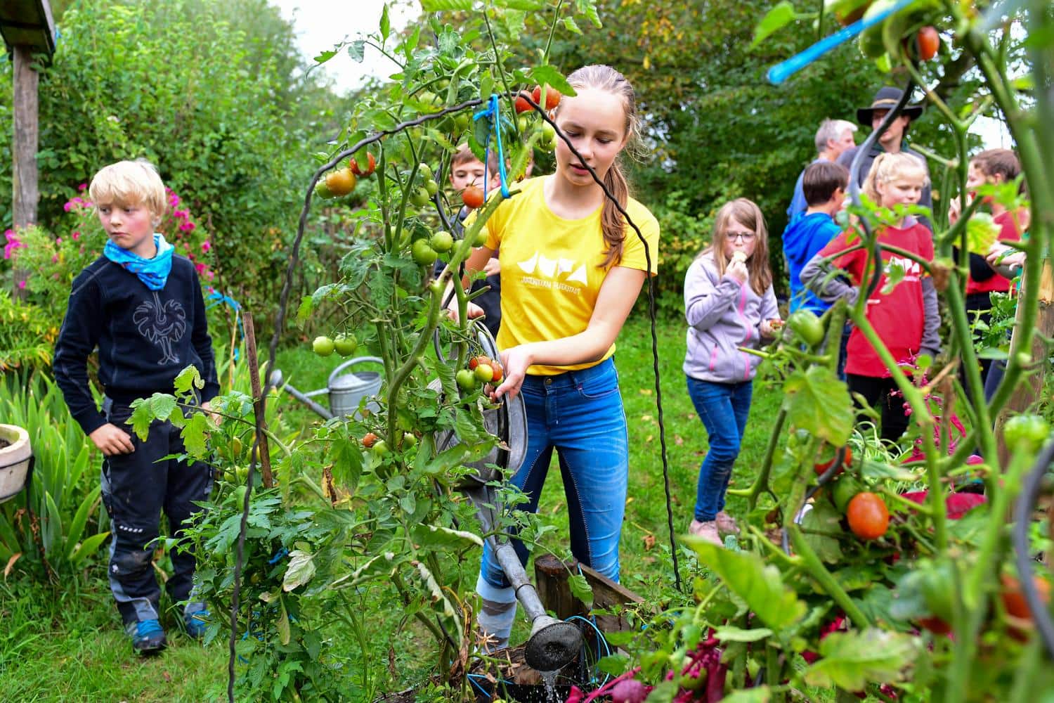 Kinder gießen einen Tomatenstrauch