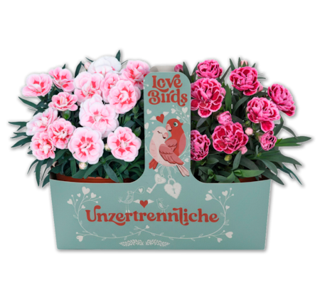 Nelken Die Unzertrennlichen*