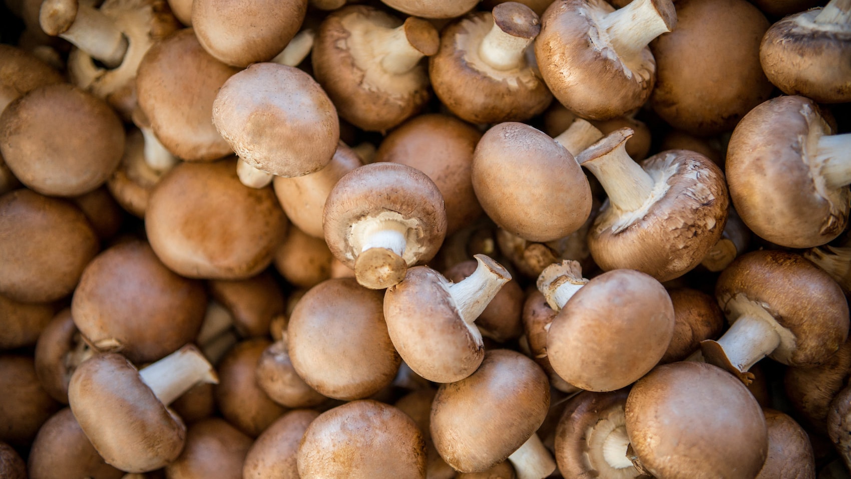 Auswahl an Champignons