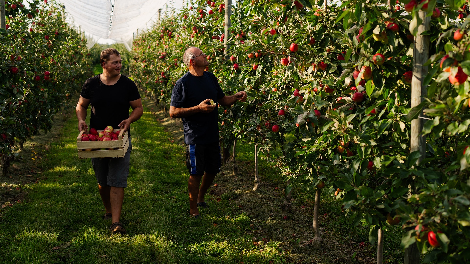 Bernhard Katzenmaier steht auf der Apfelplantage und betrachtet die Bäumchen. In der Hand hält er eine Säge und hinter ihm steht ein kleiner Traktor.