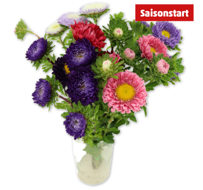 Sommeraster*