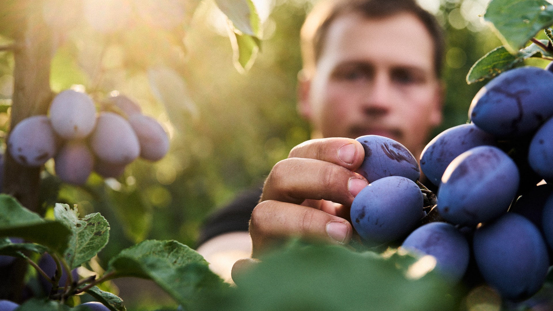 Bernhard Katzenmaier steht auf der Apfelplantage und betrachtet die Bäumchen. In der Hand hält er eine Säge und hinter ihm steht ein kleiner Traktor.
