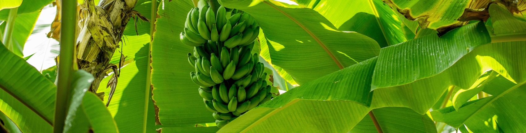 Eine Bananenstaude zwischen mehreren Bananenblättern