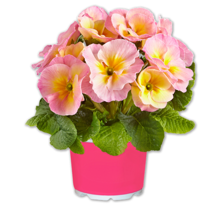 Rosenprimel „Pink Pearl“*