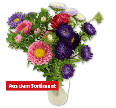 Sommerastern*