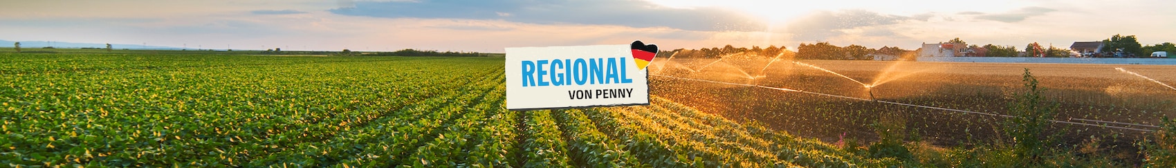 Ein grünes Feld, das gerade von einer Sprinkleranlage bewässert wird, während darüber die Sonne untergeht und ein warmes Licht auf die Szenerie wirft. Eine Ortschaft ist im Hintergrund auch zu erkennen. In der Mitte prangt das Regional von Penny Logo. 